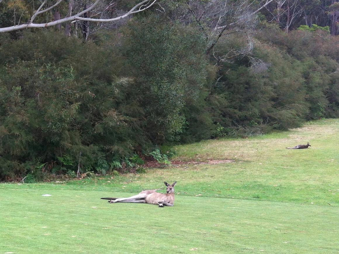 Pambula Merimbula Golf Club景点图片