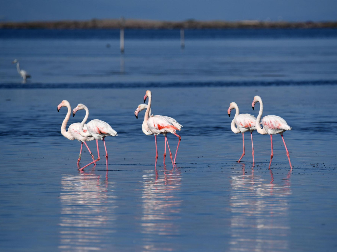 Laguna di Marceddi-阿尔布斯必去景点