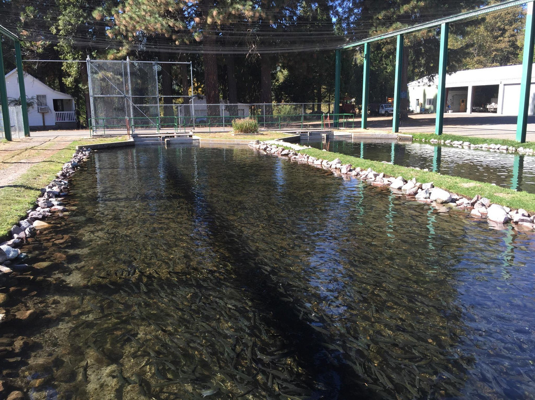 Mount Shasta Fish Hatchery景点图片