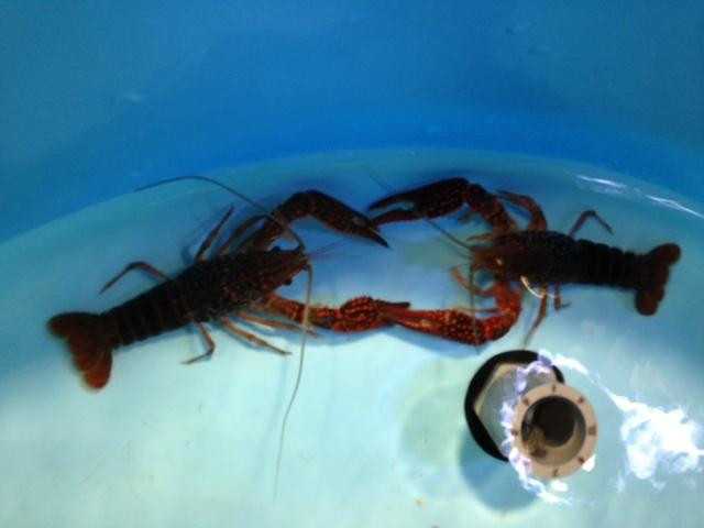 Akatsukayama Park (Gyogyo Land)-丰川市必去景点