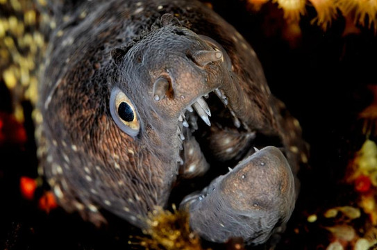 Hesperides Underwater Solutions-卡塔赫纳必去景点