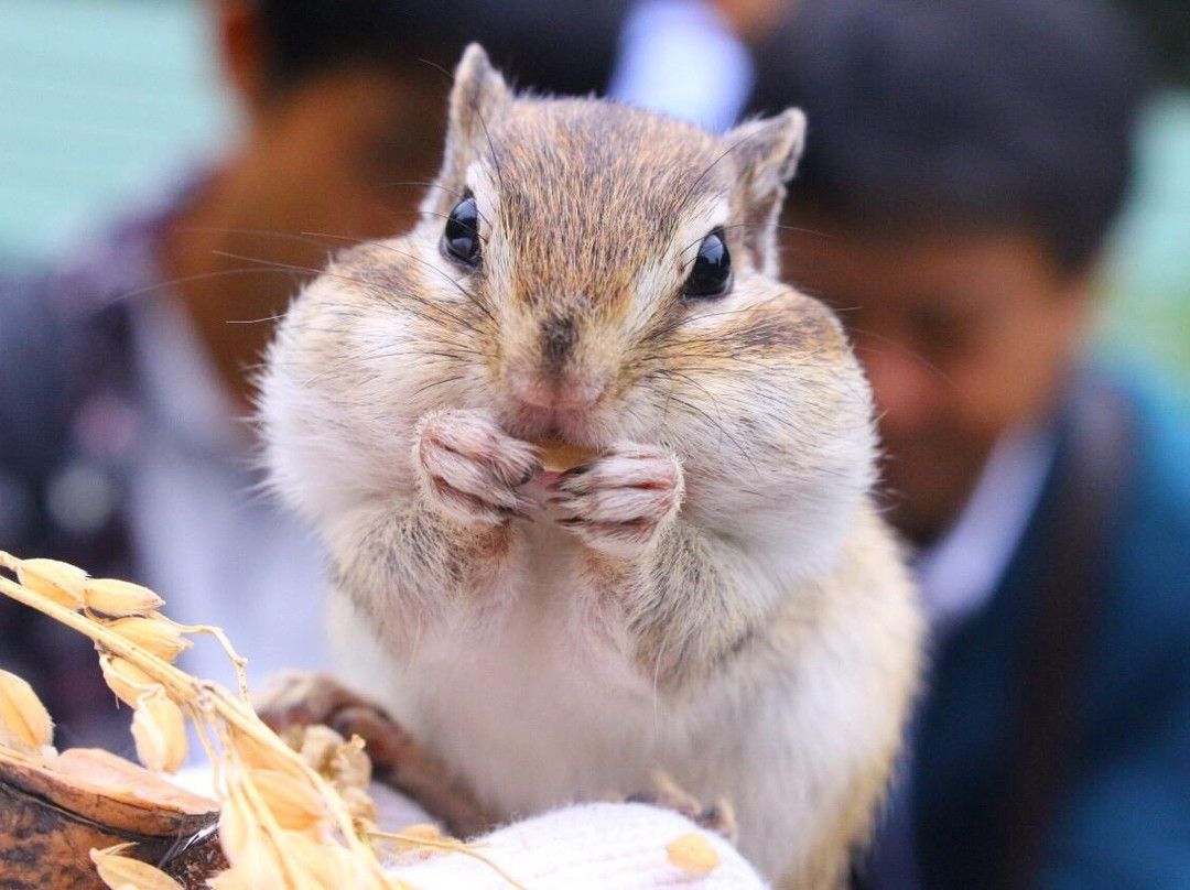 Okhotsk Chipmunk Park-网走市必去景点