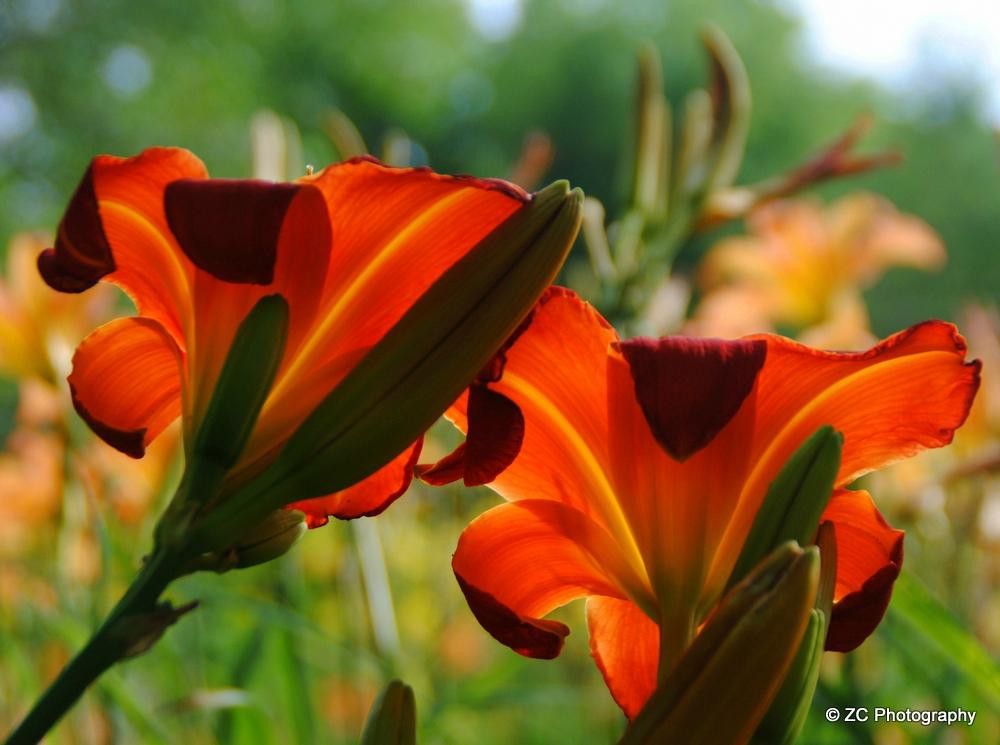 Monches Flower Farm-Colgate必去景点