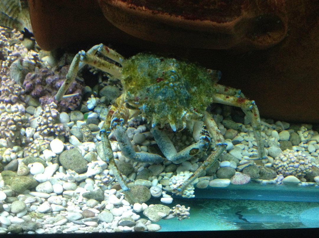 Adriatic aquarium Baška-Baska必去景点