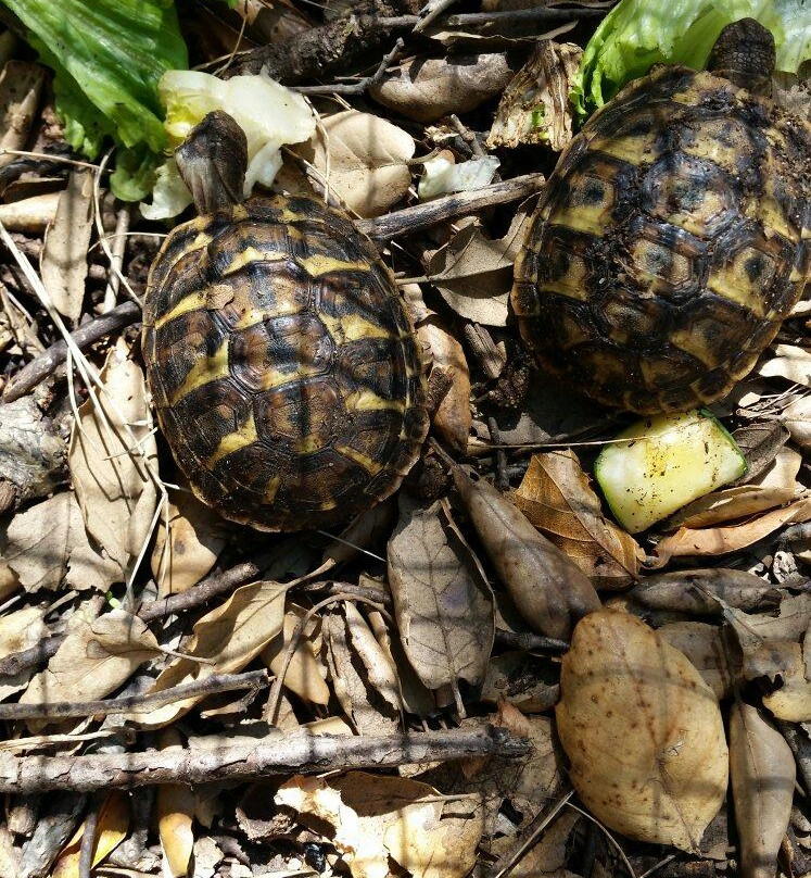 Centre de Reproduccio de Tortugues de l'Albera景点图片