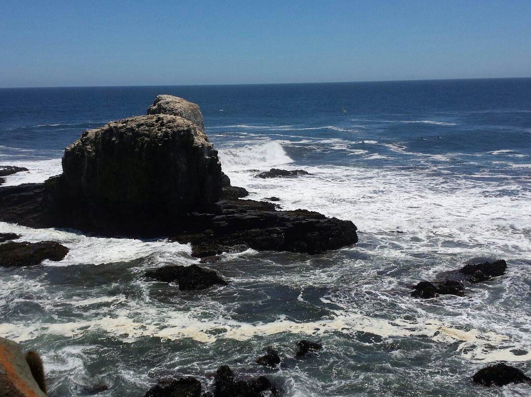 Punta De Lobos景点图片