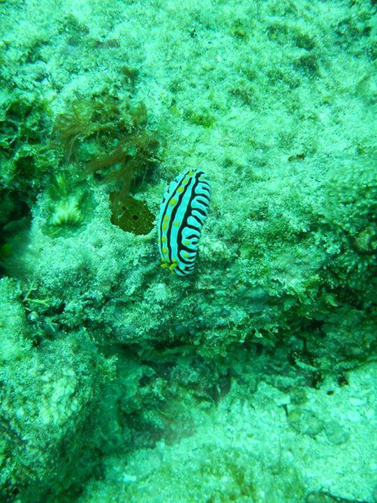 Baracuda Scuba Safaris-蒙巴萨必去景点