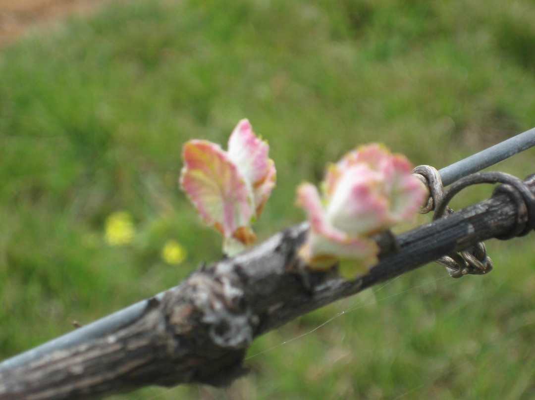Kingsdale Wines景点图片