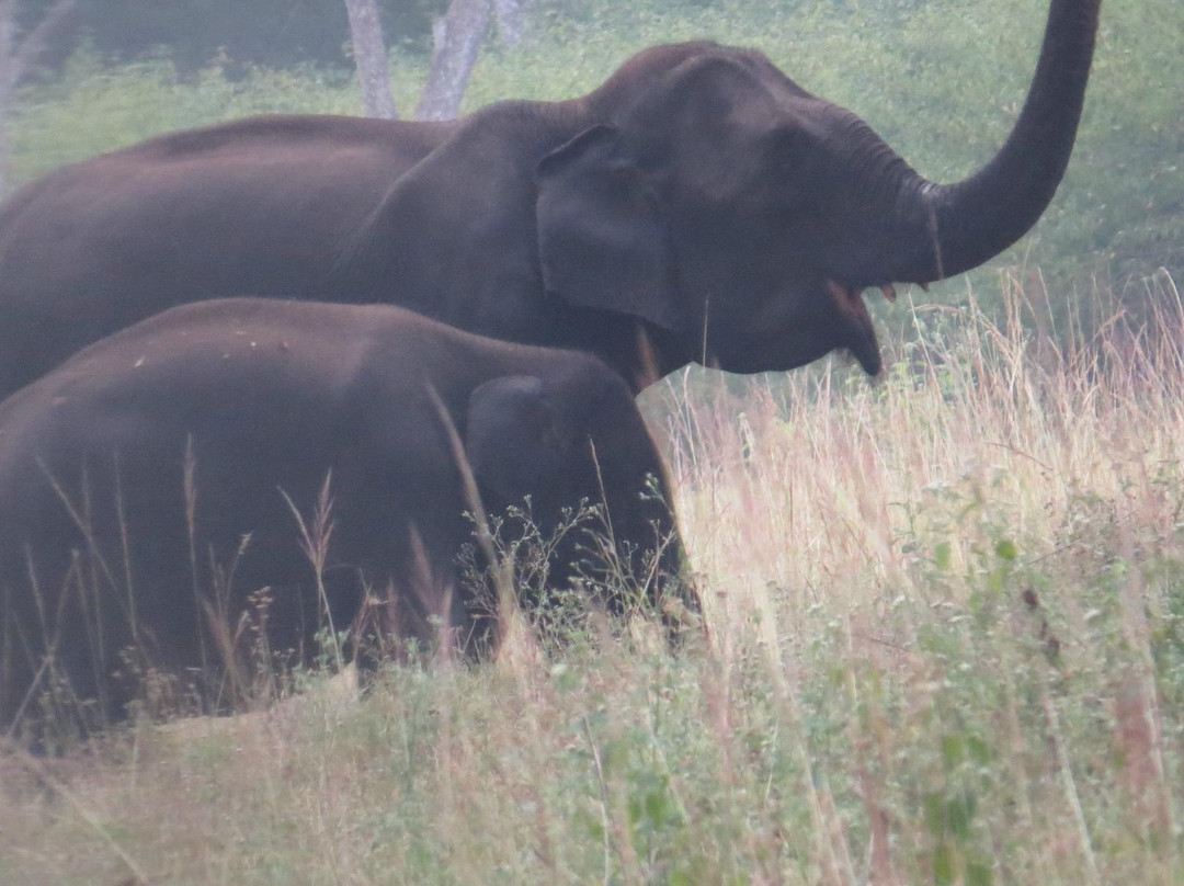 BRT Wildlife Sanctuary景点图片
