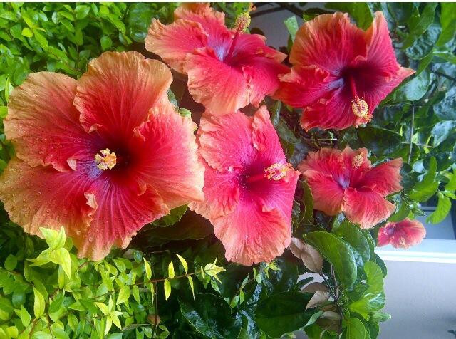 Olivia's Place主图