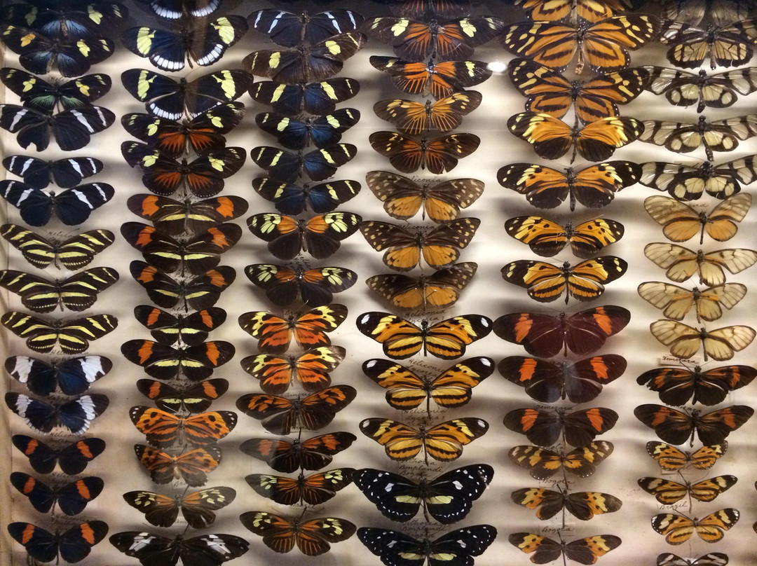 麦克里博物馆-悉尼必去景点