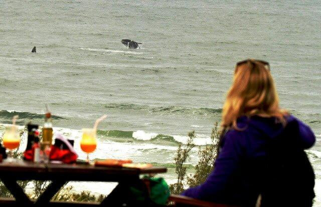 Observacao De Baleias-Praia do Rosa必去景点