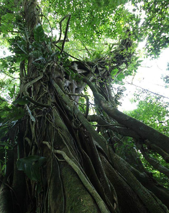 Reserva Ecologica La Otra Opcion景点图片