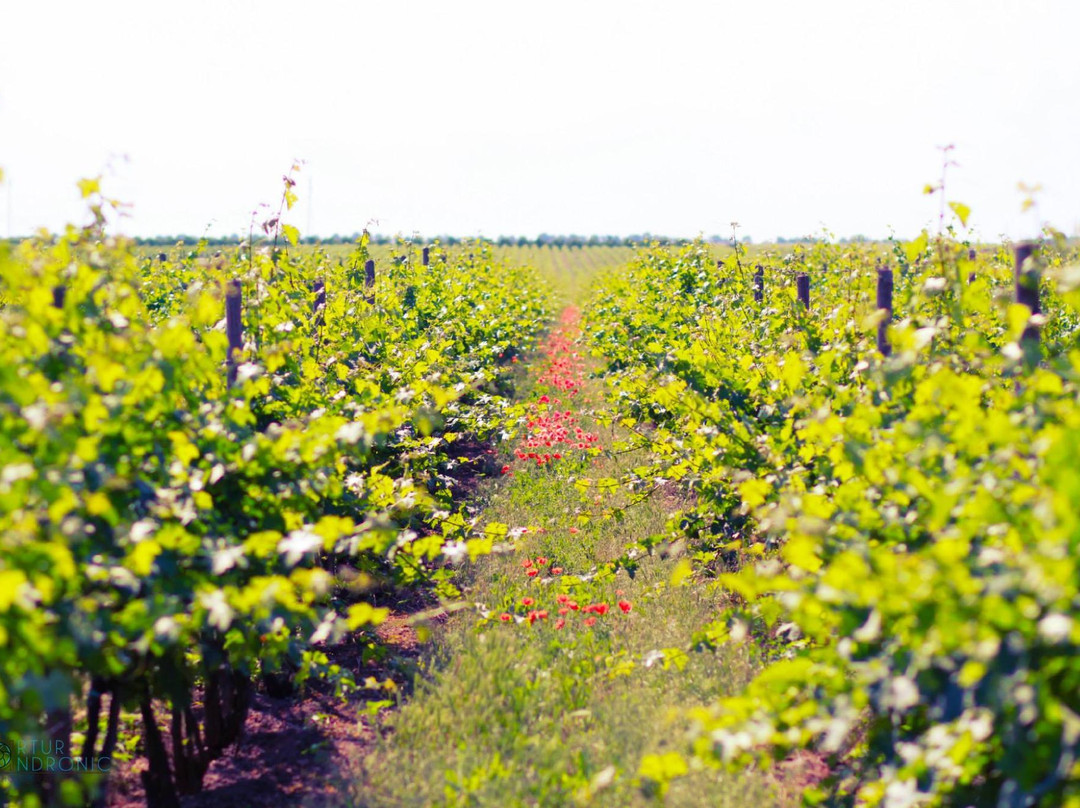 Crasnoe旅游景点-Et Cetera Winery