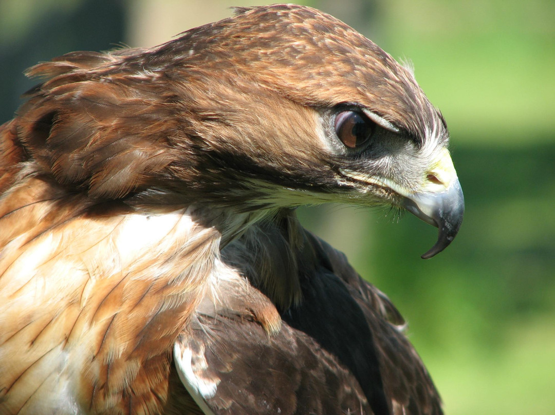 Black Mountains Falconry Centre景点图片