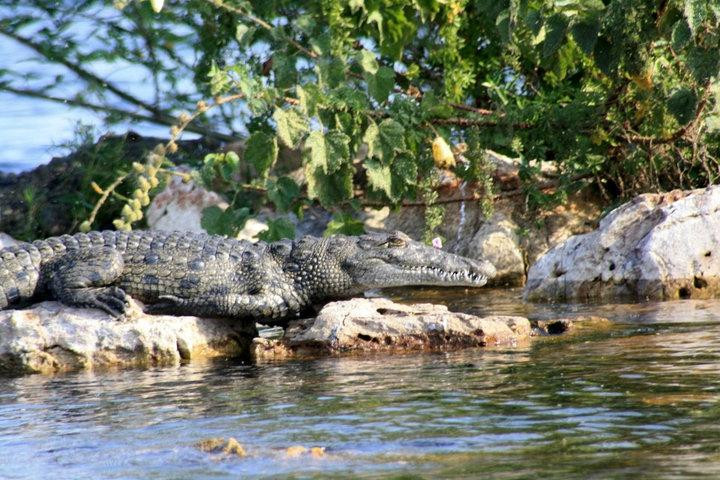 Rubondo Island National Park景点图片