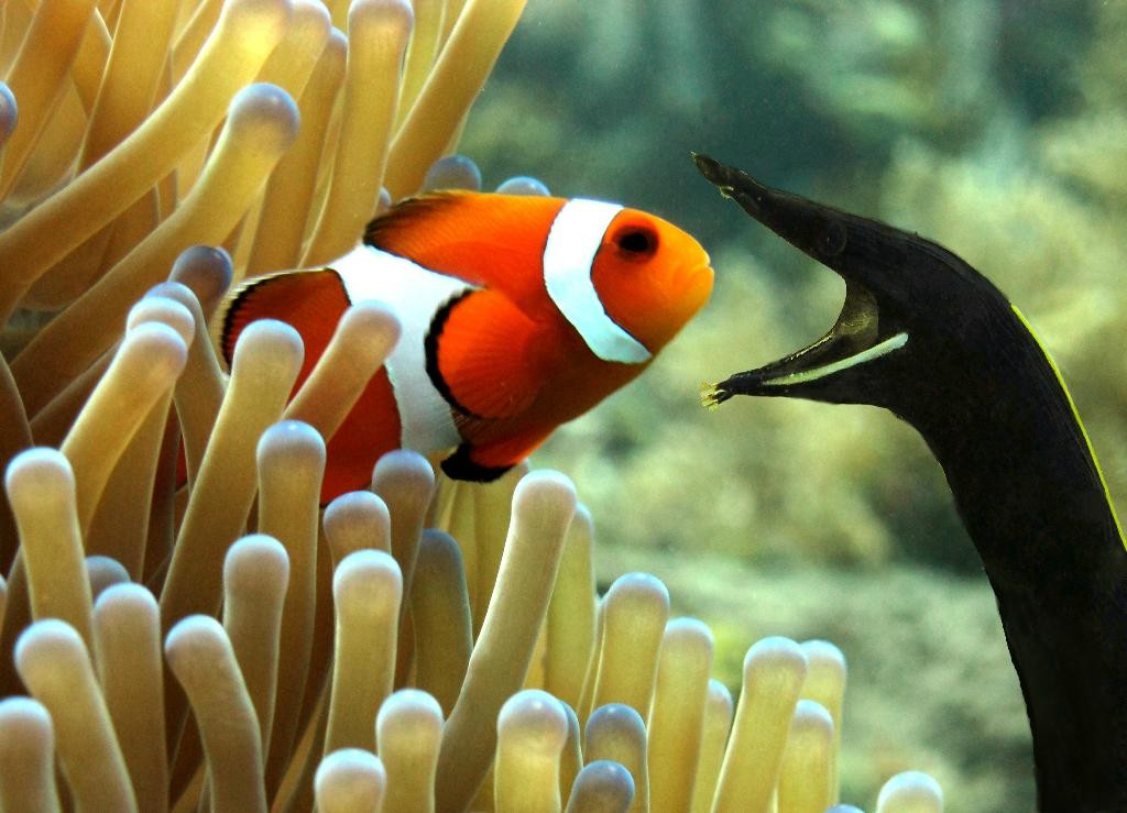 Diving Indo-沙努尔必去景点