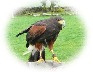 Anglesey Hawking景点图片