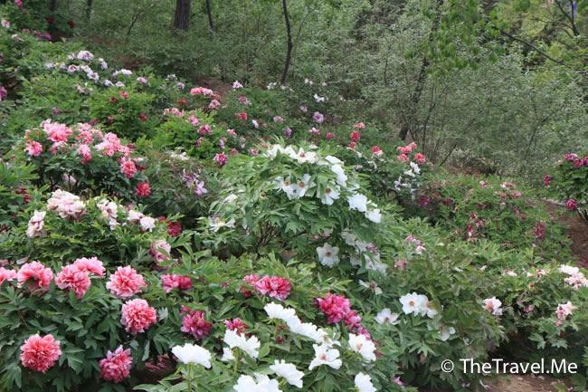阿姑泉牡丹苑风景区-户县必去景点