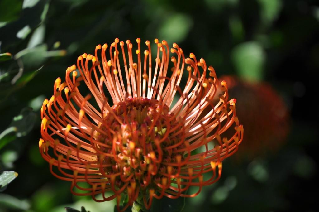 CapeScot Tours-Rondebosch必去景点