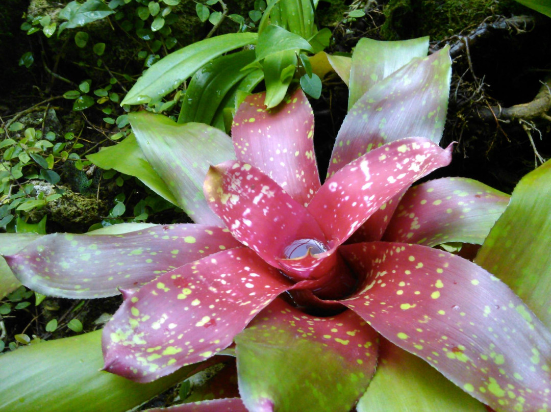 菲普斯温室植物园-匹兹堡必去景点