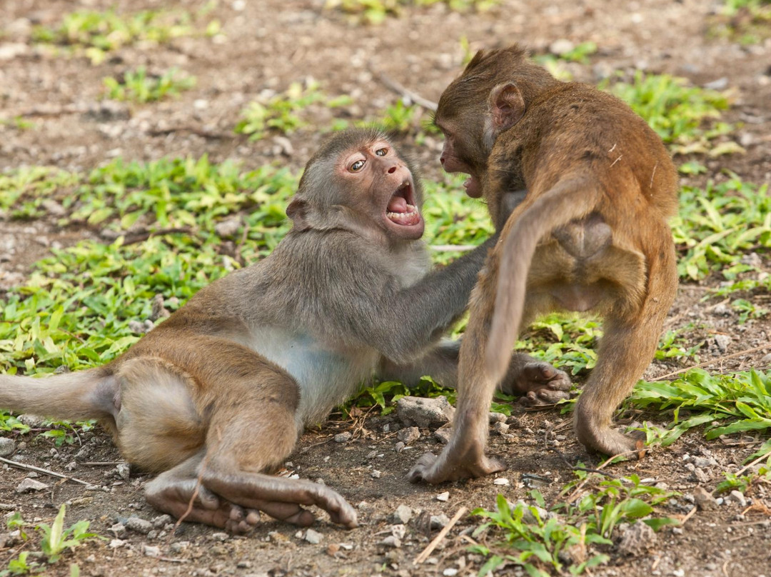 Monkey Island-卡巴必去景点