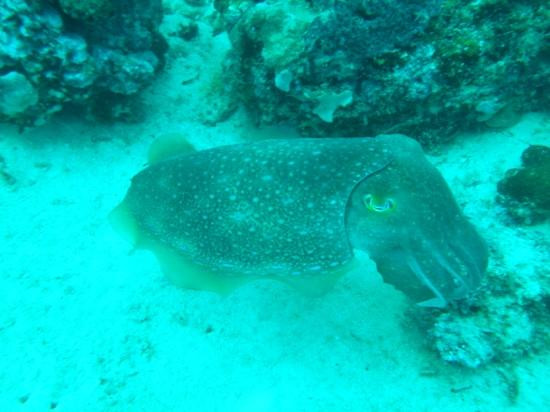 水肺迷潜水店-仙本那必去景点