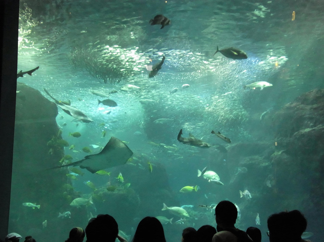Enoshima Aquarium-藤泽市必去景点