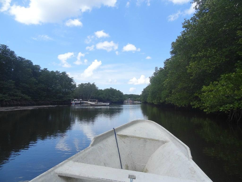 蓝梦岛红树林-蓝梦岛必去景点