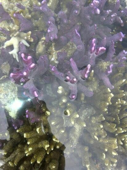 Pulau Dua-Tambrauw必去景点