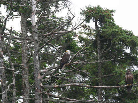 Sitka Sound Tours-锡特卡必去景点