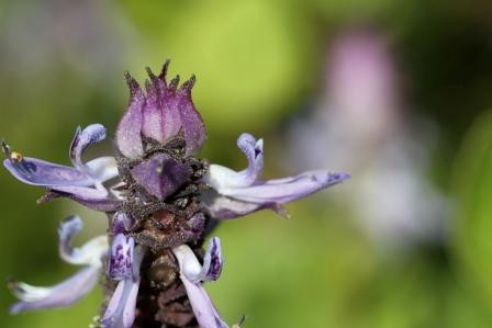 墨尔本皇家植物园-墨尔本必去景点