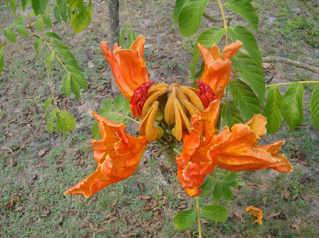 Dokmai Garden-限隆必去景点