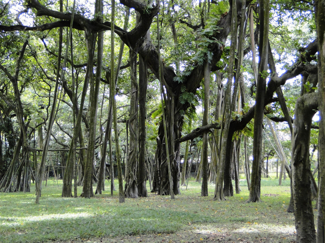 Acharya Jagadish Chandra Bose Indian Botanic Garden-Howrah必去景点