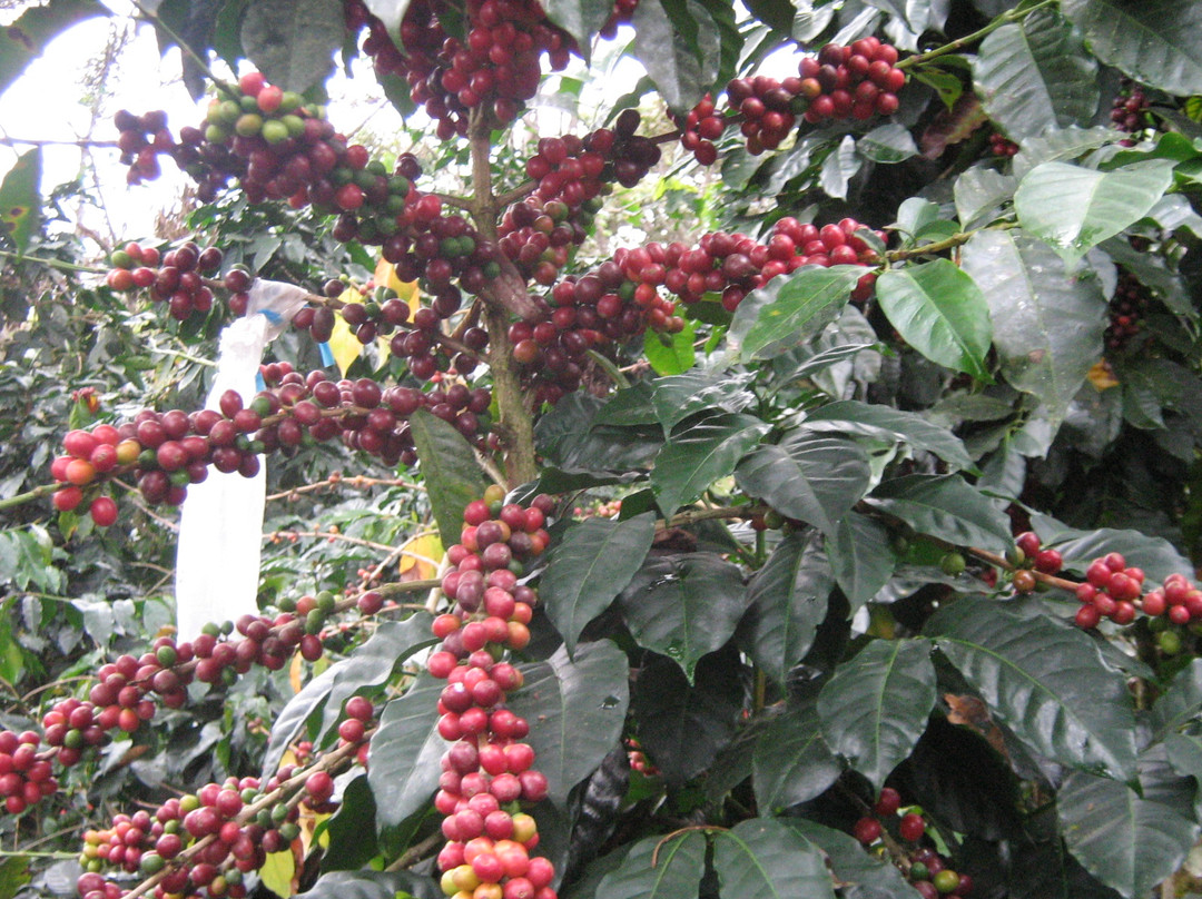 Ruta del Cafe Villa Rica-Villa Rica必去景点