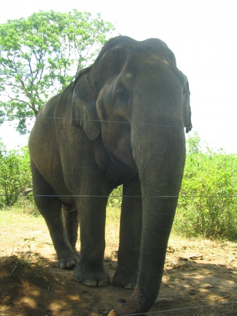 乌达瓦拉维国家公园-乌达瓦拉维国家公园必去景点