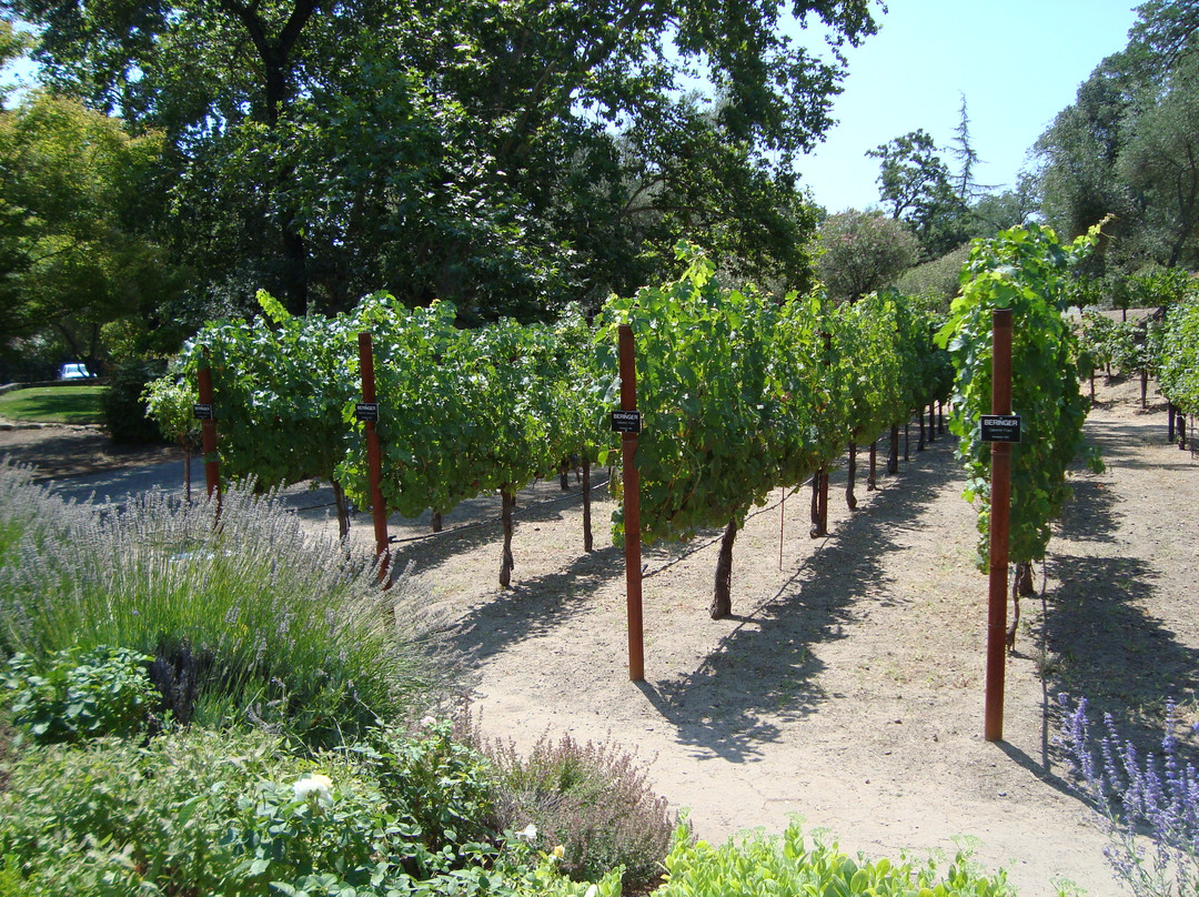 Beringer Vineyards景点图片
