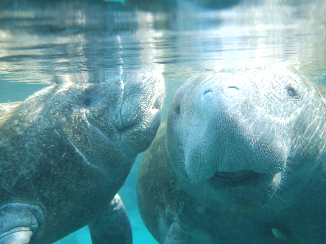 Swim With Manatees-克里斯特尔里弗必去景点