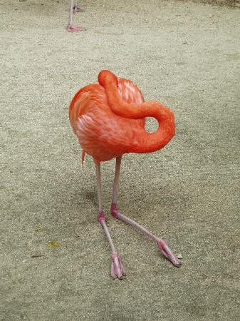 Ardastra Gardens & Wildlife Conservation Centre-拿骚必去景点