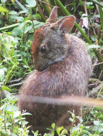 Wakodahatchee Wetlands-德拉海滩必去景点