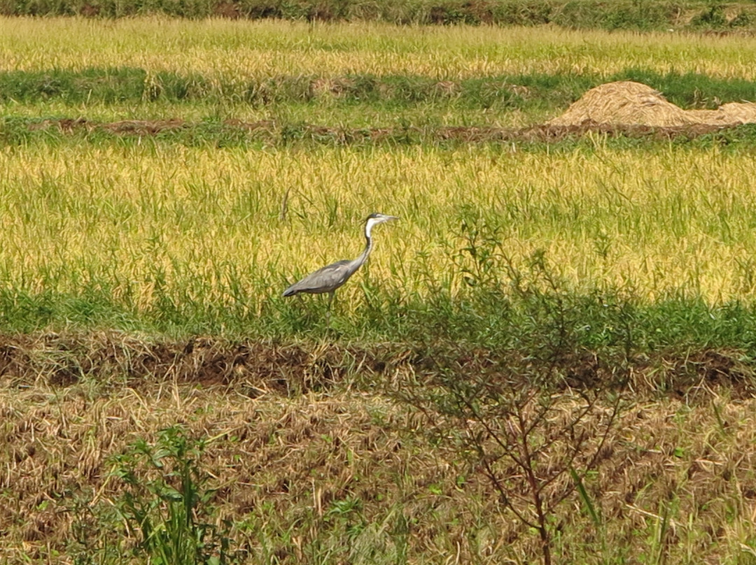 Rau Eco & Cultural Tourism Enterprise-莫西必去景点