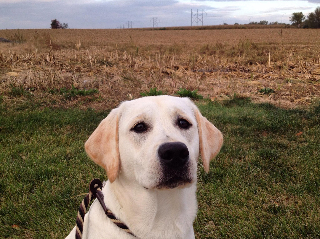 Conesville餐馆和美食-Subway