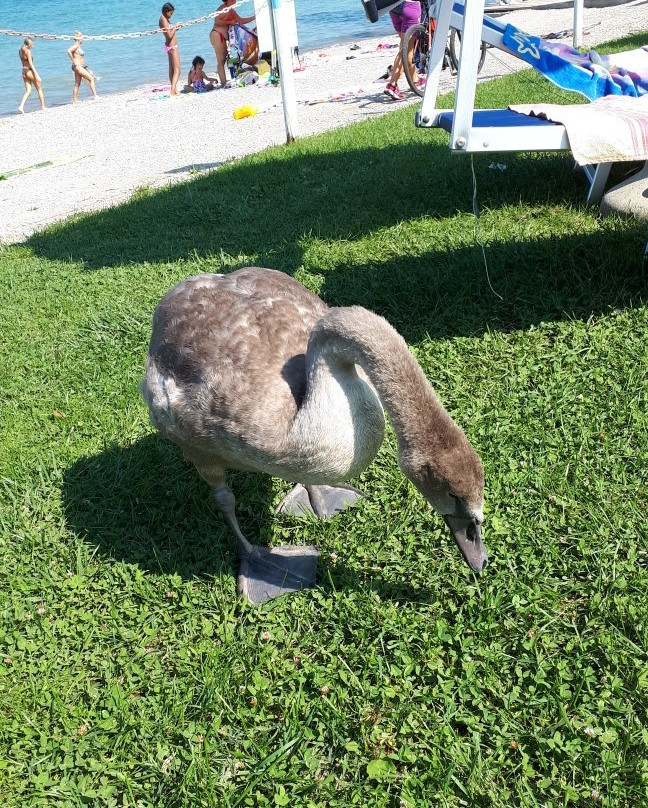 Spiaggia d'oro-代森扎诺-德尔加达必去景点