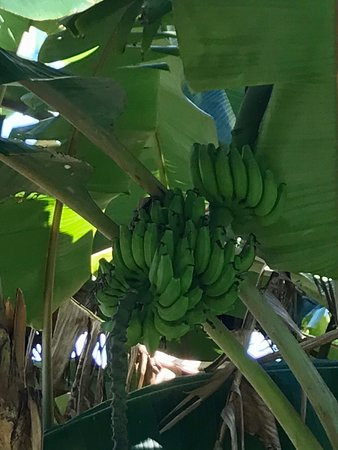 Guam Sankyo Garden-Mangilao必去景点