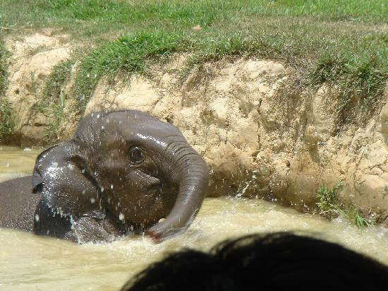 Boon Lott's Elephant Sanctuary景点图片