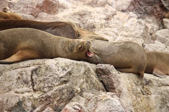 Ballestas Islands-皮斯科必去景点