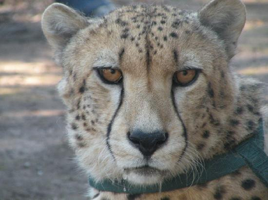 Tenikwa Wildlife Awareness Centre-The Crags必去景点