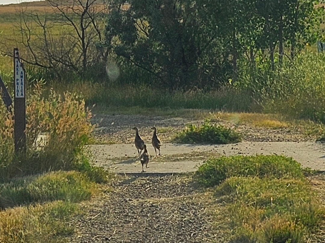 Bowdoin National Wildlife Refuge-Malta必去景点