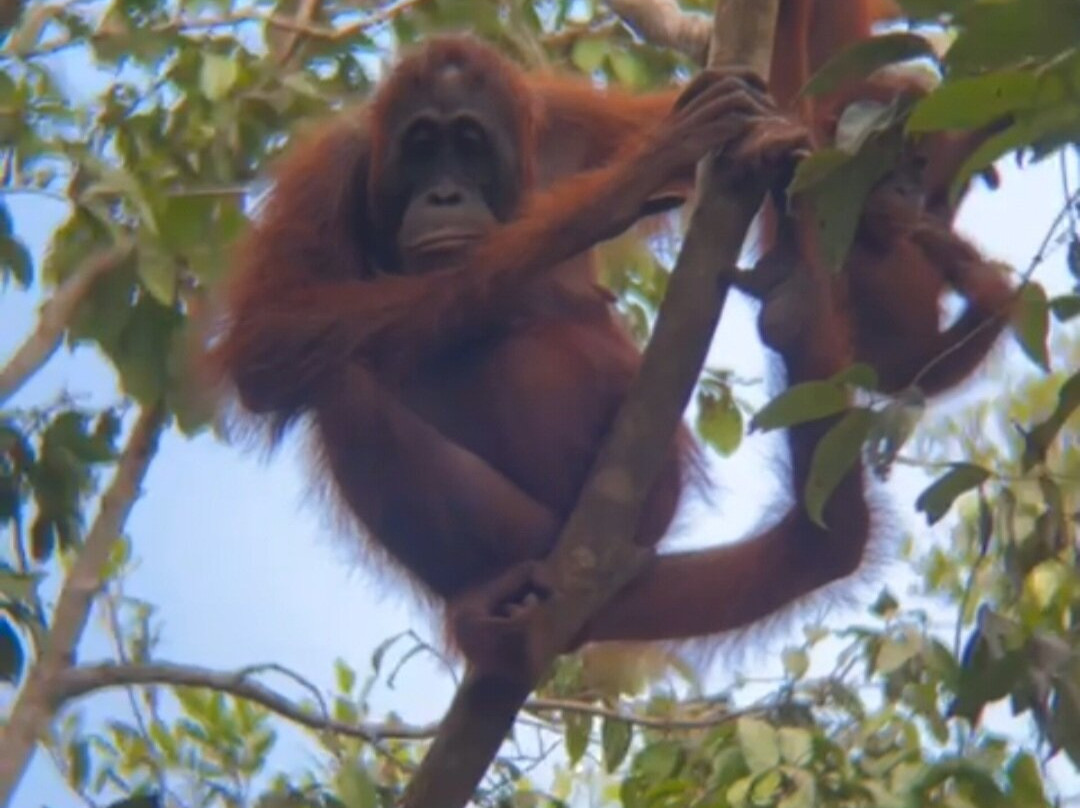 Camp Leakey-Central Kalimantan必去景点