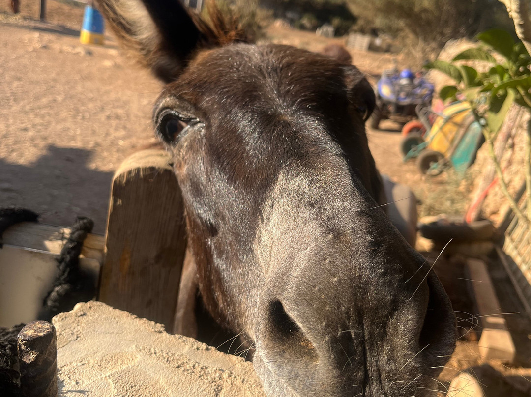 Trebaluger Equine Rescue Centre景点图片